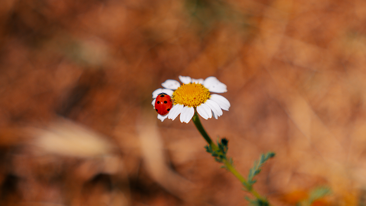 ladybug on flower